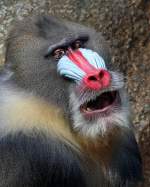 Mandrill