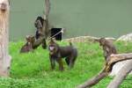 Mandrills im Affengehege des Serengetiparks, 9.9.15 