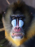 Ein grimmig dreinschauender Mandrill im Zoo Barcelona (Dezember 2011)