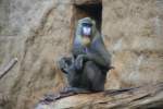 Weiblicher Mandrill mit einem Jungen am 7.12.2009 im Zoo Dresden.