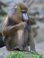 Ein junger Mandrill im Zoo Duisburg.