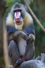 Ein Mandrill im Zoo Duisburg.