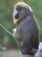 Ein Mandrill im Zoo Duisburg.