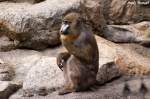 Mandrill-Weibchen..