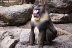 Mandrill-Mnnchen.