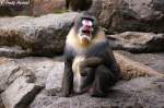 Mandrill-Mnnchen.