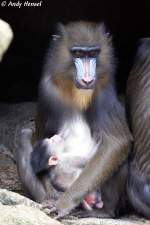 Mandrill-Weibchen mit Junges