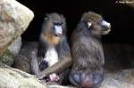 Mandrills