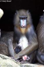 Mandrill mit Baby