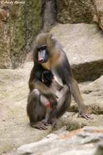 Mandrill mit Baby