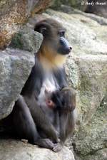 Mandrill mit Junges