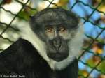 stliche Volbartmeerkatze (Cercopithecus lhoesti) im Zoo Wroclaw (Breslau).