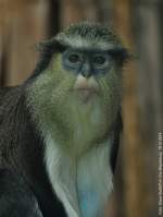 Monameerkatze (Cercopithcus mona mona) im Zoo Magdeburg.