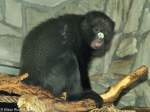 Groe Weinasenmeerkatze (Cercopithecus nictitans nictitans) Im Zoo Wroclaw (Breslau).