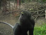 Eulenkopfmeerkatze (Cercopithecus hamlyni) im Gondwanaland vom Zoo Leipzig, 12.7.21