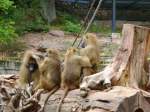 Eine Affenfamilie im Tierpark Nürnberg am 29.07.2013.