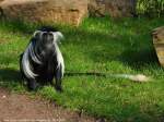 Peters Angola-Guereza (Colobus angolensis palliatus) im Zoo Magdeburg.