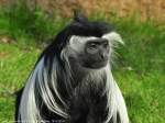 Peters Angola-Guereza (Colobus angolensis palliatus) im Zoo Magdeburg.