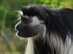 Peters Angola-Guereza (Colobus angolensis palliatus) im Zoo Magdeburg.