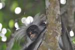 Colobus Affe, oder Sansibar Stummelaffe im Jozani Forest auf Unguja, der Hauptinsel von Sansibar, Tansania.