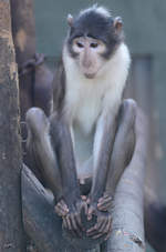 Eine Weinackenmangabe, fotografiert im Zoo Barcelona.