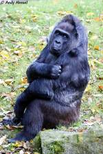 Flachland-Gorilla.