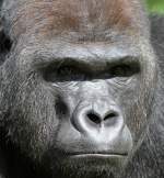 Flachland-Gorilla im Berliner Zoo.