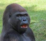 Gorilla