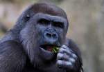 Flachlandgorilla