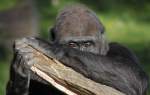 Flachlandgorilla