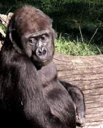 Flachlandgorilla