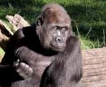 Flachlandgorilla