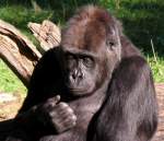 Flachlandgorilla