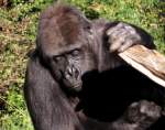 Flachlandgorilla