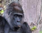 Flachlandgorilla