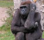 Flachlandgorilla