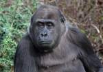 Flachlandgorilla