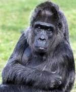 Flachlandgorilla  Fatou  geb.