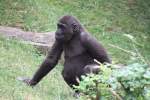 Westlicher Flachlandgorilla (Gorilla gorilla gorilla) am 25.7.2010 im Zoo Heildelberg.