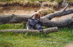 Gorilla im Givskud Zoo in Dnemark.