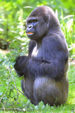 Ein Westlicher Flachlandgorilla im Zoo Duisburg.