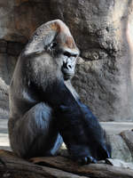 Ein Westlicher Flachlandgorilla im Zoo Barcelona (Dezember 2011)