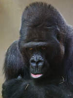 Ein grimmiger Flachlandgorilla im Zoo Wuppertal.