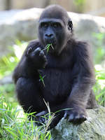 Ein junger Gorilla bei einem kleinen Snack.