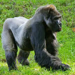 Der Silberrcken der Gorillaherde im Zoo Duisburg (Oktober 2006)