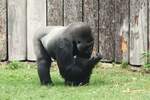 Gorilla-Silberrcken im Allwetterzoo (MNSTER/Deutschland, 25.08.2020)