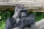 Westlicher Flachlandgorilla