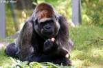 Westlicher Flachlandgorilla