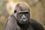 Westlicher Flachlandgorilla ( Djambala  aus dem Zoo Berlin.