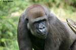 Westlicher Flachlandgorilla